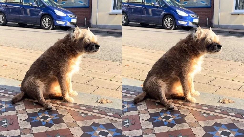 Vídeo: cão de 13 anos espera a dona falecida em calçada e comove a web Vídeo: cão de 13 anos espera a dona falecida em calçada e comove a web