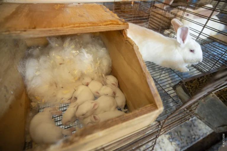 Pesquisadores criam ordenha inédita e produzem 1º leite de coelha