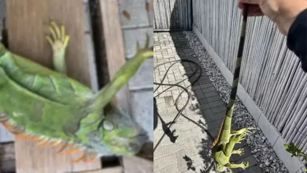 Iguana em pizza agora na Flórida Bucks Coal Fired hoje causa polêmica